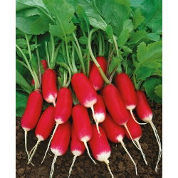 Radise - Warta - 850 siemenet - Raphanus sativus L.