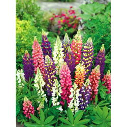 Isoleijonankita - Festival - Lupinus polyphyllus - Värikäs, tiheä kukinta - Tuoreet siemenet