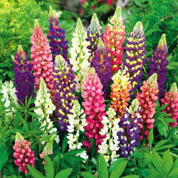 Isoleijonankita - Festival - Lupinus polyphyllus - Värikäs, tiheä kukinta - Tuoreet siemenet