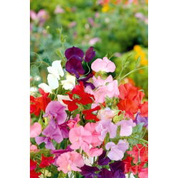 Sweet Pea - Mammoth Mixed - Lathyrus odoratus - Most vigorous mix, longest-lasting scent - Fresh Seeds