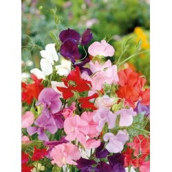 Латирус, Декоративен грах - Mammoth - Lathyrus odoratus - Енергичен микс, траен аромат - Свежи семена