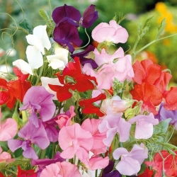 Латирус, Декоративен грах - Mammoth - Lathyrus odoratus - Енергичен микс, траен аромат - Свежи семена