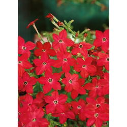 Okrasni tobak - Crimson Bedder - Nicotiana alata - Globoka škrlatna, drzna vrtna prisotnost - Sveža semena