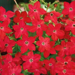 Okrasni tobak - Crimson Bedder - Nicotiana alata - Globoka škrlatna, drzna vrtna prisotnost - Sveža semena
