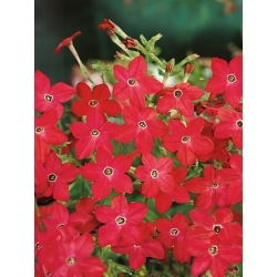 Tabák okrasný - Crimson Bedder - Nicotiana alata - Smělá červená, výrazný dojem - Čerstvá semena