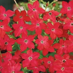 Tabák okrasný - Crimson Bedder - Nicotiana alata - Smělá červená, výrazný dojem - Čerstvá semena