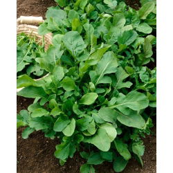 BIO RuchettaEruca sativa - Annuale a rapida crescita con foglie piccanti e aromatiche - Semi Freschi