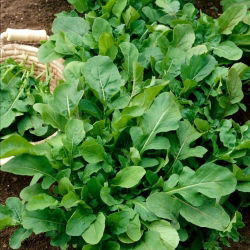 BIO RuchettaEruca sativa - Annuale a rapida crescita con foglie piccanti e aromatiche - Semi Freschi