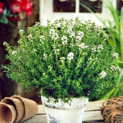 BIO Thym - Thymus vulgaris - Idéal pour séchage - garde son arôme longtemps - Graines fraîches