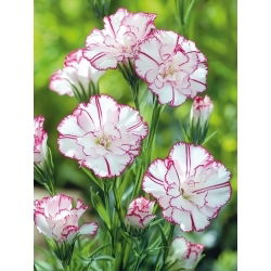 Hvozdík karafiát - Benigna - Dianthus caryophyllus - Bohatá růžová, plná vůně - Čerstvá semena