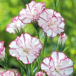 Hvozdík karafiát - Benigna - Dianthus caryophyllus - Bohatá růžová, plná vůně - Čerstvá semena