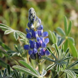 Altramuz azul - Agat - Lupinus angustifolius - 1 kg - Ideal para forraje, abono verde y rotación de cultivos - Semillas frescas