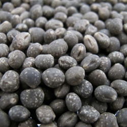 Altramuz azul - Agat - Lupinus angustifolius - 1 kg - Ideal para forraje, abono verde y rotación de cultivos - Semillas frescas