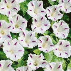 Povíjnice trojbarvá - Milky Way - Ipomoea tricolor - Zářivé odstíny, hvězdný vzor - Čerstvá semena
