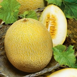 Pepene galben - Oranje Ananas - Aromă dulce, pulpă suculentă - Semințe proaspete