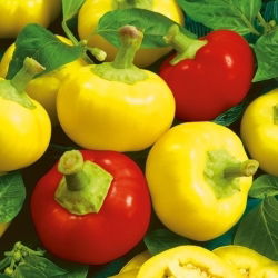 Paprika pálivá - Alma Picante - Nejostřejší, intenzivní aroma - Čerstvá semena