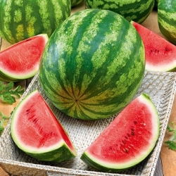 Melancia - Crimson Giant F1 - Mordida doce e refrescante - Sementes frescas
