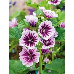Crni sljez - Zebrina - Malva sylvestris - Upadljive pruge, atraktivan cvijet - Svježe sjeme