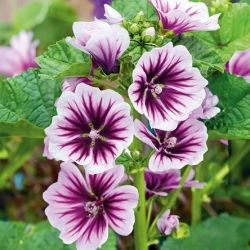 Crni sljez - Zebrina - Malva sylvestris - Upadljive pruge, atraktivan cvijet - Svježe sjeme