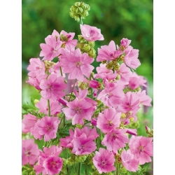 Muškatni slezenovec - rožnata - Malva moschata - Nežni, dolgo cvetoči rožnati cvetovi - Sveža semena