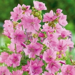 Muškatni slezenovec - rožnata - Malva moschata - Nežni, dolgo cvetoči rožnati cvetovi - Sveža semena