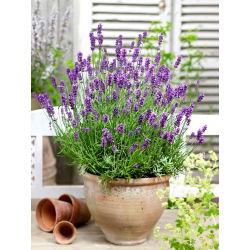 BIO Lavendel officinale - Lavandula officinalis - Zieht Bienen, Schmetterlinge und bestäubende Insekten an - Samen