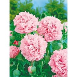 Papavero Fior di Peonia - rosa chiaro - Papaver paeoniflorum - Rosa tenue, fioritura opulenta - Semi Freschi