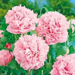 Papavero Fior di Peonia - rosa chiaro - Papaver paeoniflorum - Rosa tenue, fioritura opulenta - Semi Freschi