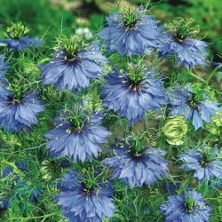 Juffertje-in-het-groen - blauw - Nigella damascena - Diepblauwe magie en verleidende uitstraling - Verse zaden