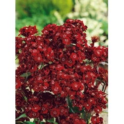Hvozdík bradatý - Dunetti - Dianthus barbatus - Intenzivní magenta, trvalá barva - Čerstvá semena