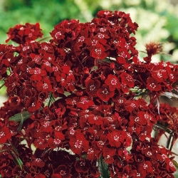 Hvozdík bradatý - Dunetti - Dianthus barbatus - Intenzivní magenta, trvalá barva - Čerstvá semena