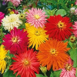 Cactus zinnia - magkeverék - 120 mag - Zinnia elegans cactaflora - magok