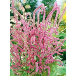 Semi di statice rosa - Limonium Suworowii - 1100 semi - Limonium suworowii, syn. Psylliostachys suworowii