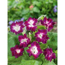 Morning Glory - Ruffled Red - Ipomoea x imperialis - Deepest red, most dramatic petal structure - Fresh Seeds