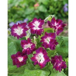 Pragtsnerle - Ruffled Red - Ipomoea x imperialis - Dramatisk rød pragt - Friske frø