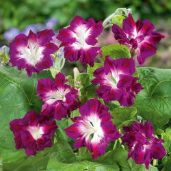 Morning Glory - Ruffled Red - Ipomoea x imperialis - Deepest red, most dramatic petal structure - Fresh Seeds