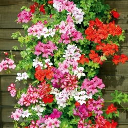 Hängegeranie, Pelargonie Samen - Pelargonium peltatum - 5 Samen