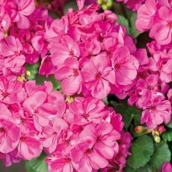 Geranie Rosa eraniensamen - Pelargonie - 11 Samen -