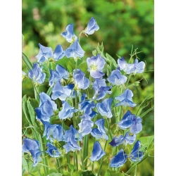 Guisante de Olor - Blue Ripple - Lathyrus odoratus - Color azul y aroma cautivador - Semillas frescas