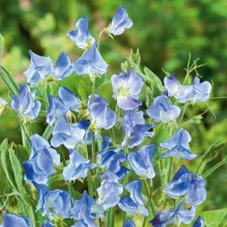 Guisante de Olor - Blue Ripple - Lathyrus odoratus - Color azul y aroma cautivador - Semillas frescas