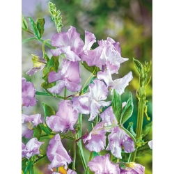Guisante de Olor - Lilac Ripple - Lathyrus odoratus - Tono lila y fragancia persistente - Semillas frescas