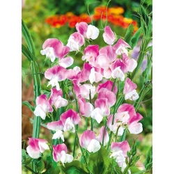 Guisante de Olor - Dolly Varden - Lathyrus odoratus - Magenta vibrante y racimos abundantes - Semillas frescas