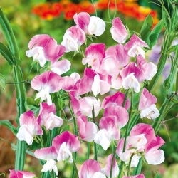Guisante de Olor - Dolly Varden - Lathyrus odoratus - Magenta vibrante y racimos abundantes - Semillas frescas