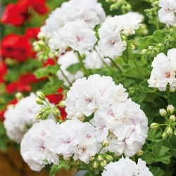 Geranie, Pelargonie Weiße - Pelargonie - 11 Samen