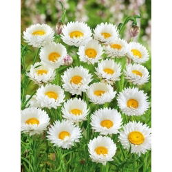 Everlasting Daisy - white - Helipterum roseum - Most delicate white, finest dried flower - Fresh Seeds