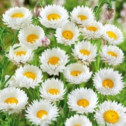 Everlasting Daisy - white - Helipterum roseum - Most delicate white, finest dried flower - Fresh Seeds