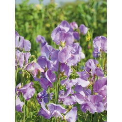 Guisante de Olor - Leamington - Lathyrus odoratus - Bicolor llamativo y tallos esbeltos - Semillas frescas