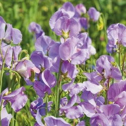 Guisante de Olor - Leamington - Lathyrus odoratus - Bicolor llamativo y tallos esbeltos - Semillas frescas