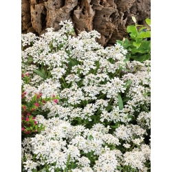 Garden Candytuft - white - Iberis umbellata - Purest white, most graceful ground cover - Fresh Seeds