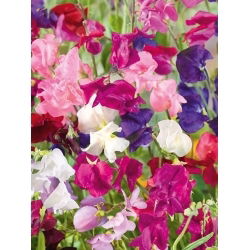 Guisante de Olor - Jet Set - Lathyrus odoratus - Exhibición floral impactante y longevidad encantadora - Semillas frescas
